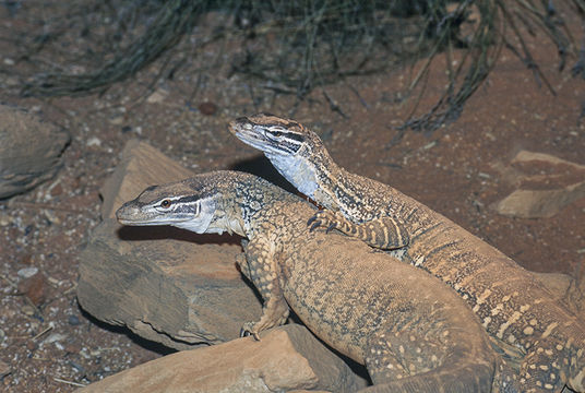 Image of Sand Monitor