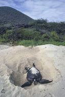 Plancia ëd Chelonia mydas (Linnaeus 1758)