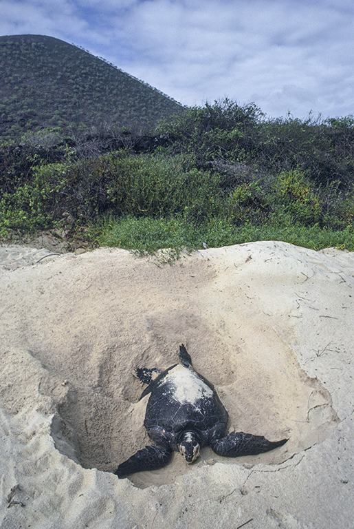 Plancia ëd Chelonia mydas (Linnaeus 1758)