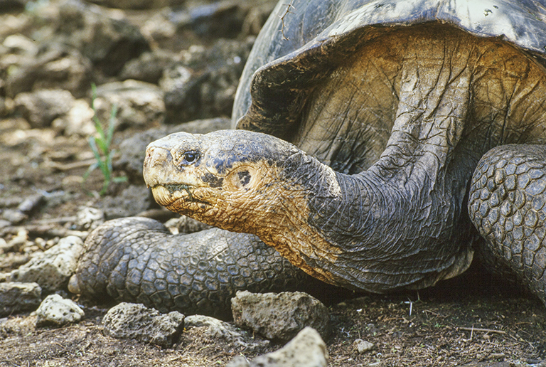 Image of Galapagos giant tortoise