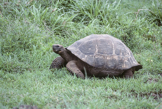 Image of Galapagos giant tortoise