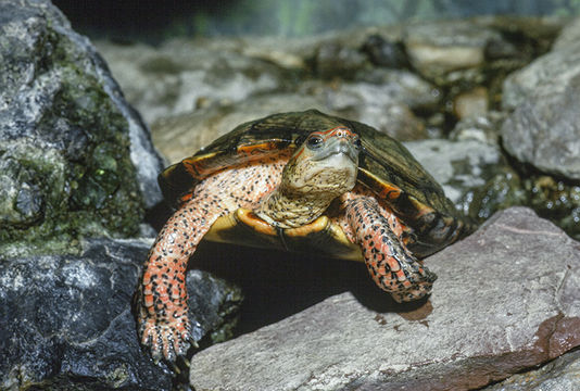 Image of Central American wood turtle