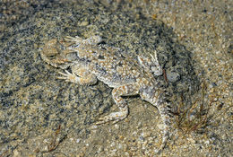 Image of Desert Horned Lizard