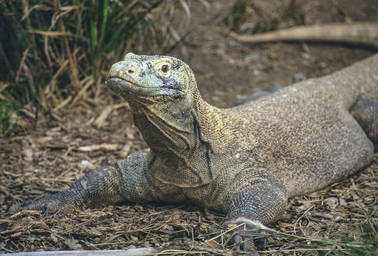 Image of Komodo Dragon