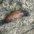 Image of Vega sea cucumber