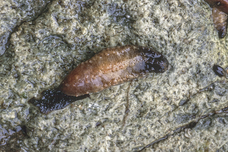 Image of Vega sea cucumber