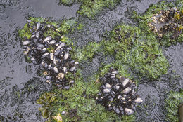 Image of California mussel