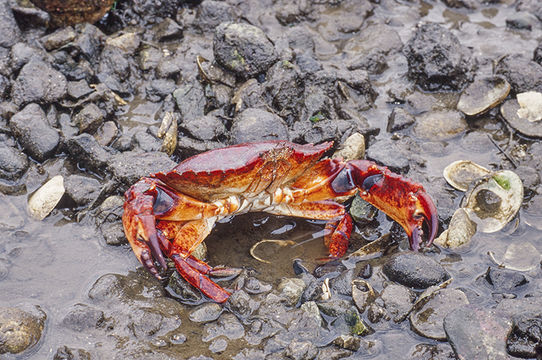 Image de crabe du Pacifique