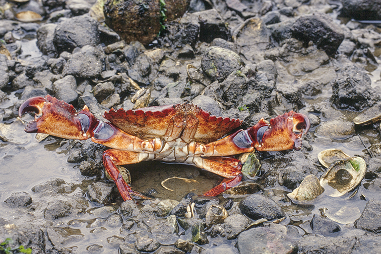 Image of Red Rock Crab