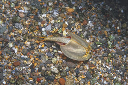 Image of Shield shrimp