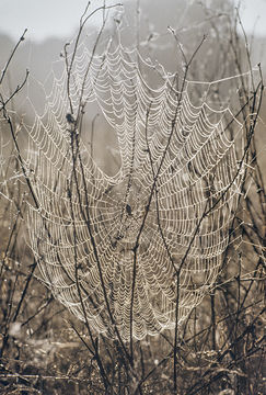 Image of orb weavers