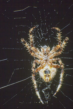 Image of orb weavers