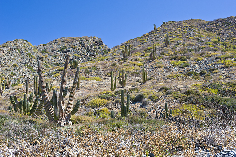 Image of Pachycereus pringlei (S. Watson) Britton & Rose