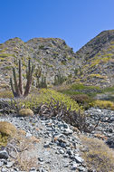 Image of Pachycereus pringlei (S. Watson) Britton & Rose