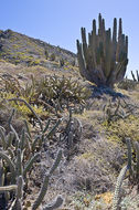 Image of Pachycereus pringlei (S. Watson) Britton & Rose