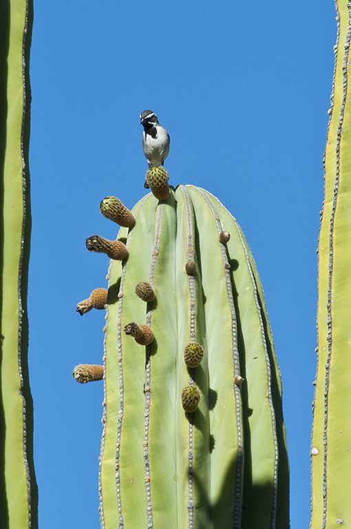 Image of Black-throated Sparrow