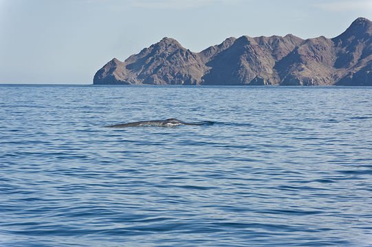 Image of Pygmy Blue Whale