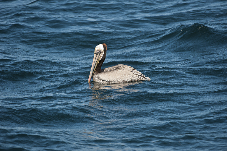 Image of Brown Pelican