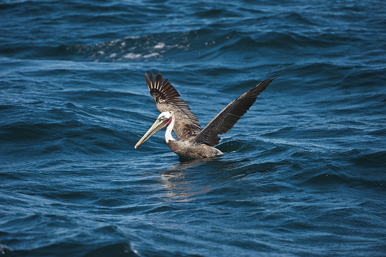 Image of Brown Pelican