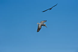 Image of Brown Pelican