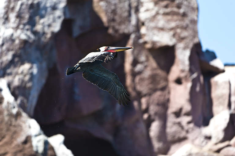 Image of Brown Pelican