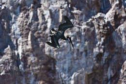 Image of Brown Pelican