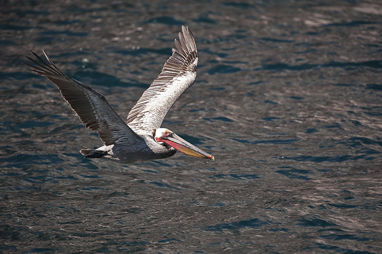 Image of Brown Pelican