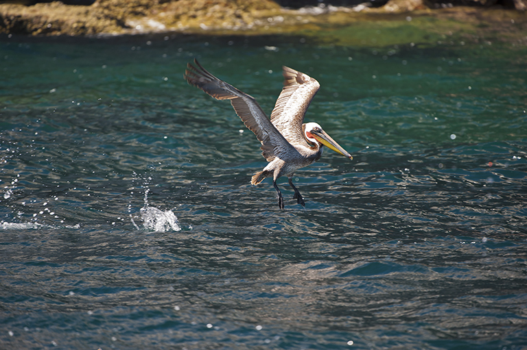 Image of Brown Pelican