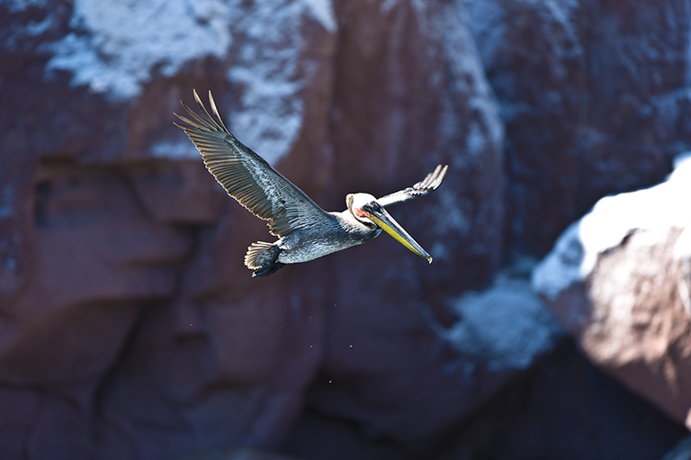 Image of Brown Pelican