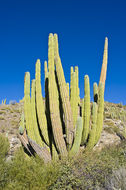 Image of Pachycereus pringlei (S. Watson) Britton & Rose