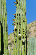 Image of Pachycereus pringlei (S. Watson) Britton & Rose