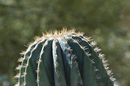 Image of Pachycereus pringlei (S. Watson) Britton & Rose