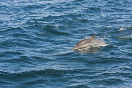 Image of Atlantic Dolphin