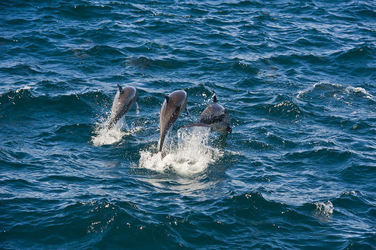 Image of Atlantic Dolphin