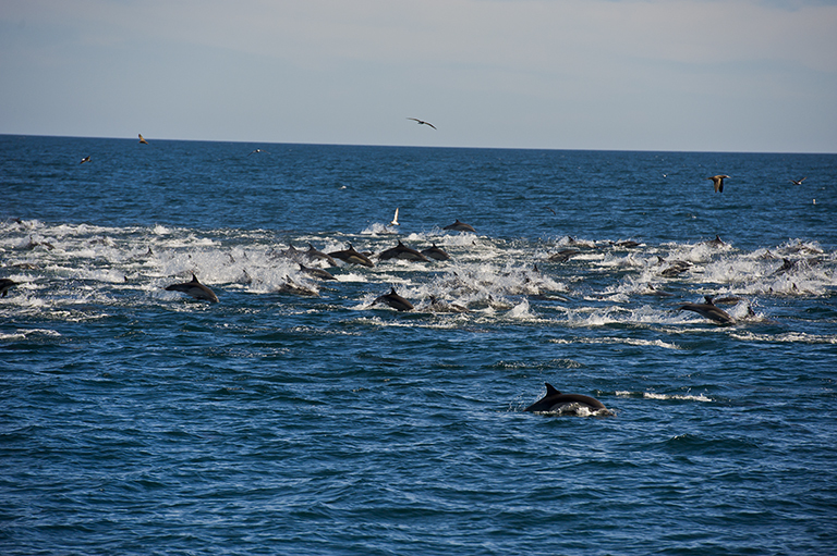 Image of Atlantic Dolphin