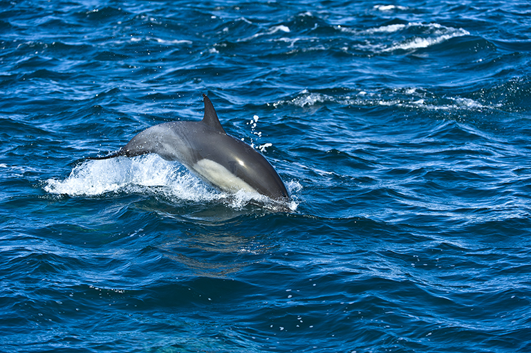 Image of Atlantic Dolphin