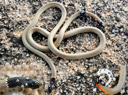 Image of Indian Coral Snake