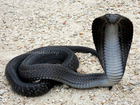 Image of Indian cobra