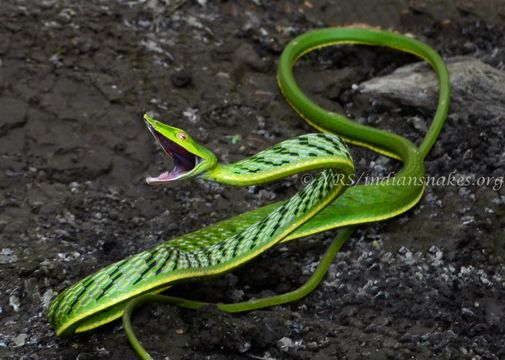 صورة Ahaetulla nasuta (Lacépède 1789)