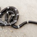 Image of Barred Wolf Snake