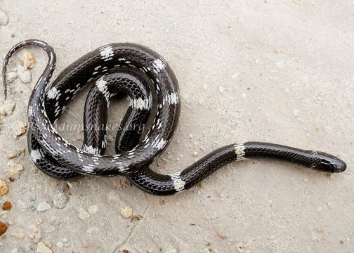 Image of Barred Wolf Snake