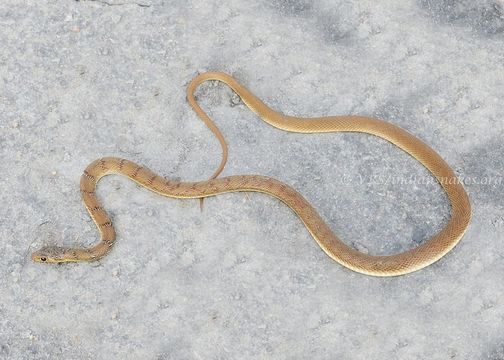 Image of Banded Racer