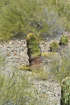 Image of Ferocactus diguetii (F. A. C. Weber) Britton & Rose