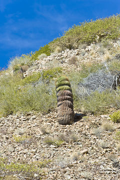 Image of Ferocactus diguetii (F. A. C. Weber) Britton & Rose