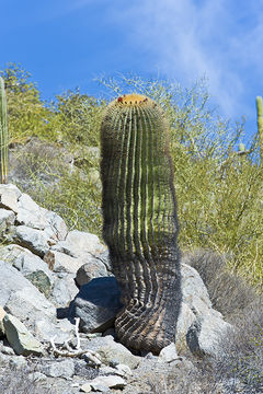 Image of Ferocactus diguetii (F. A. C. Weber) Britton & Rose