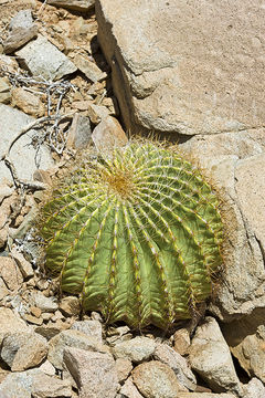 Image of Ferocactus diguetii (F. A. C. Weber) Britton & Rose