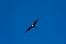 Image of Magnificent Frigatebird