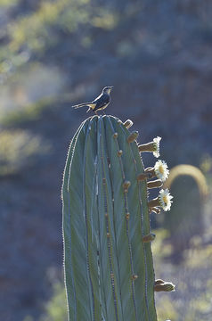 Image of Northern Mockingbird