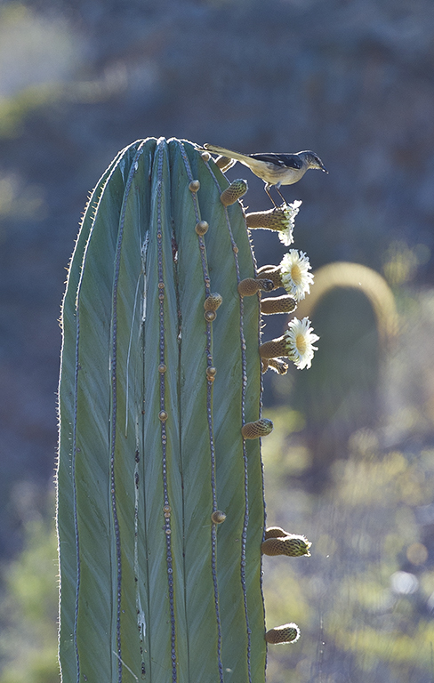 Image of Northern Mockingbird