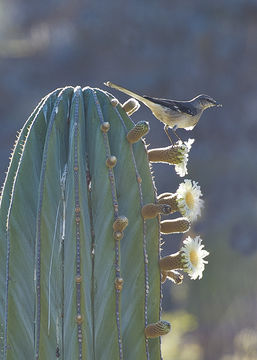 Image of Northern Mockingbird